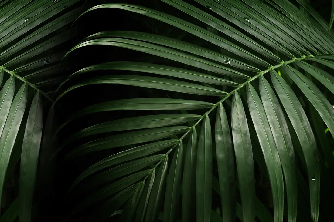 Gros plan sur une feuille de palmier